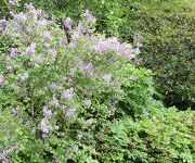 Syringa meyeri 'Palibin'