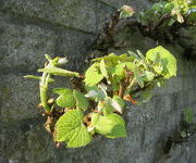 Vitis coignetiae