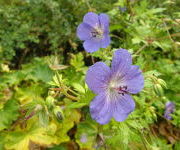 Geranium 'Blue Sunrise'