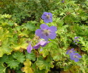 Geranium_Blue_Sunrise_3.JPG