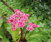 Bergenia 'Brahms'