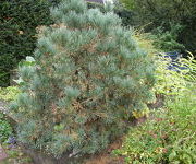 Pinus sylvestris 'Watereri'