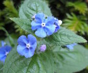 Pentaglottis_sempervirens_2.JPG
