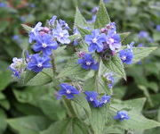 Pentaglottis_sempervirens_5_1.JPG