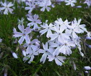 Phlox 'G. F. Wilson'