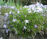 Phlox__GF_Wilson-Watertuin_2.JPG