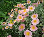 Helianthemum 'Wisley Pink'