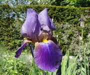 Iris 'Lent A. Wiliamson'