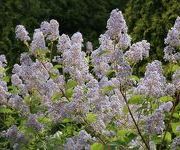 Ceanothus delillianus 'Gloire de Versailles'