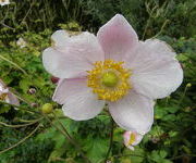 Anemone tomentosa 'Albadura'