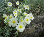 Helianthemum 'The Bride'