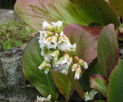 Bergenia 'Bressingham White'