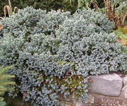 Juniperus squamata 'Blue Star'