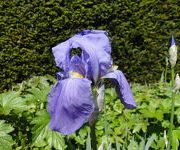 Iris 'Empress of India'