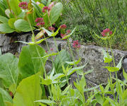 Centranthus_ruber_Coccineus.jpg