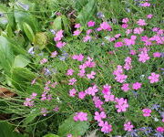 Dianthus deltoides