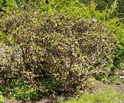 Rhododendron 'Moerheim'