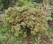 Rhododendron_Moerheim_2.JPG