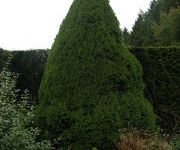 Picea glauca 'Conica'