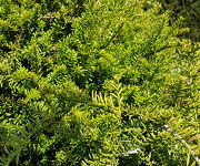 Podocarpus nivalis